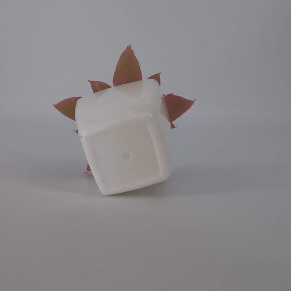 Mini Fake Faux Artificial Pink Succulent Potted Plant in Plastic White Pot - GUC - Picture 7 of 10